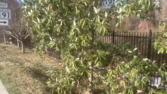 Sweetbay Magnolia is a Native Evergreen to the Washington, D.C. Area смотреть онлайн