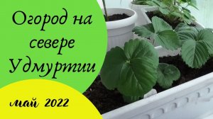 Большой обзор. Май 2022. Удмуртия..mp4



Не зря сажала картошку на рассаду. Обзор огорода в мае.