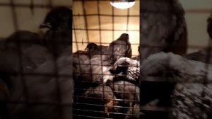 Куры Доминант D-149//Наше первое впечатление