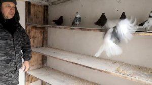 КУПИЛ ГОЛУБЕЙ В ПИТОМНИКЕ ЗАПОДНОМ МО БРОННИЦЫ.