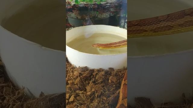 Змея пьëт воду, маисов полоз смотреть онлайн