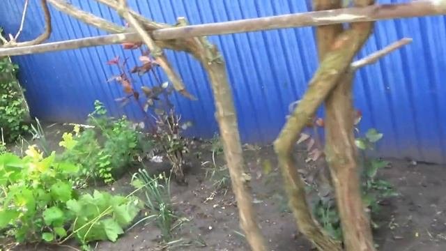 Пока печётся хлеб и готовится мясо и булгур проведу вам экскурсию