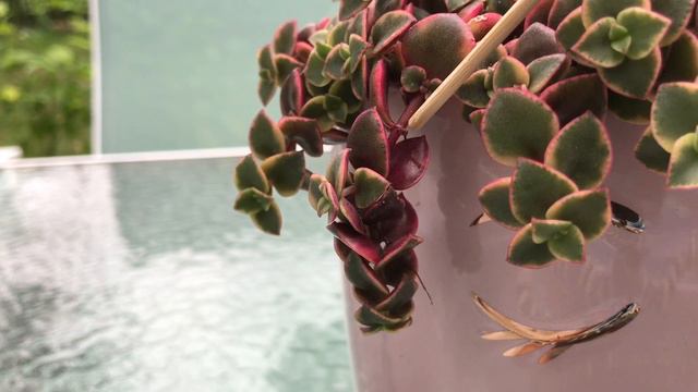 Cómo cuidar la crassula PELLUCIDA variegada | CUIDADOS de la crassula MARGINALIS RUBRA variegada смотреть онлайн