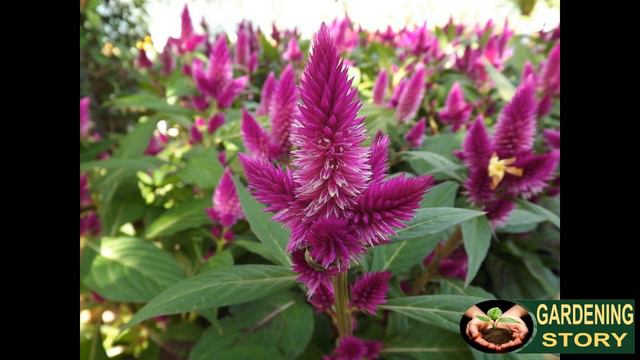 How to Grow Celosia Annual Flowers | Gardening story смотреть онлайн