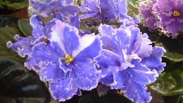 фиалки нежные цветы смотреть онлайн