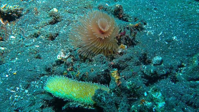 #scubadiving Best of #komodo : #cuttlefish, #clams, #eels , #anemone Aug'23 @Gabriella9797 смотреть онлайн