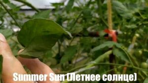 Микрообзор сорта томата черри Summer Sun (Летнее солнце) теплица, г Калуга