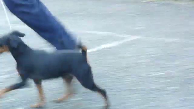 Шаня, хендлинг 6.06.11 смотреть онлайн