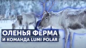 Оленья ферма и команда Lumi Polar