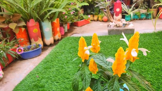 Beautiful perinial Golden shrimp plant  lollipop hindi