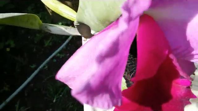 Cattleya Big Bloom - Fragrant cattleya - catlleya hybrid NOID смотреть онлайн