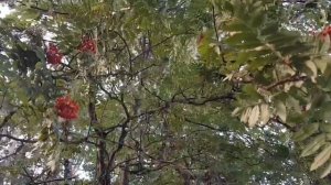 Осенняя зарисовка. #осень#сентябрь#природа