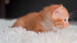 Крошечные ляльки котята - милые, нежные и смешные новорожденные котята.