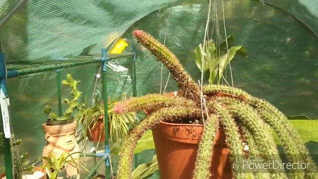 A New Cactus Aporocactus flagelliformis
