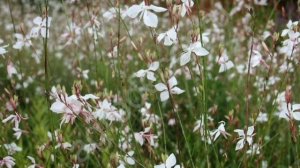 Гаура Линдхеймера