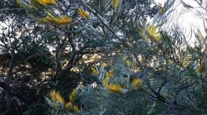 Grevillea Honey Gem tree - Noisy Miner bird - Manorina melanocephala