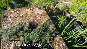 Ливанский кедр или Атласский?