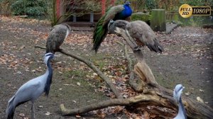 Индийский павлин - Indian Peafowl.