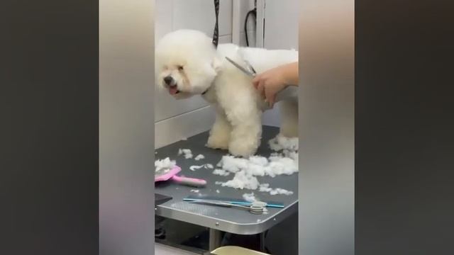 СТРИЖКА БИШОНА ФРИЗЕ смотреть онлайн