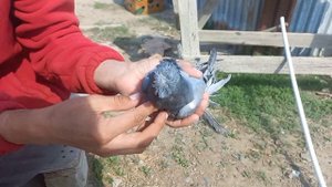 Ринолит у голубя. Как мы его лечили?