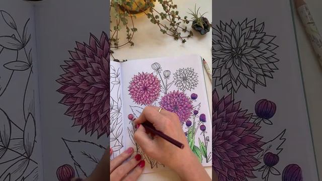 Coloring Dahlias in LIFE WITH PLANTS: A COLORING BOOK