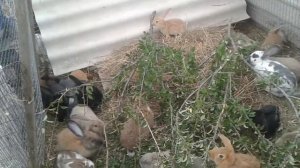 Кролики в вольере. Много кроликов