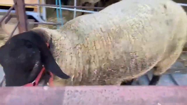 Сколько весят племенные бараны СУФФОЛК? Живой вес баранов. Разведение овец! Мясная порода овец смотреть онлайн