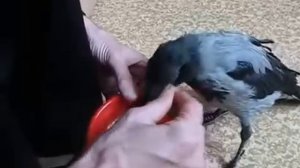 Ворон домашний