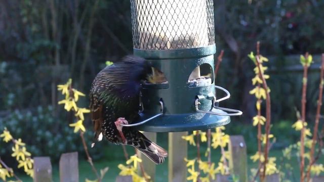 Forest bird chirping nature sounds - bird sounds spectacular || morning bird song 2021 смотреть онлайн