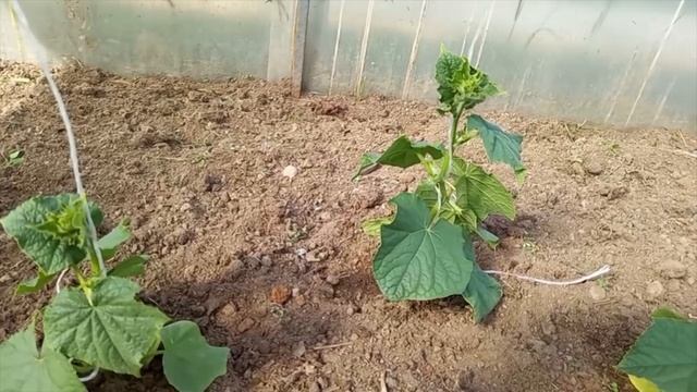 Правила формирования огурцов. Сорта и гибриды. смотреть онлайн