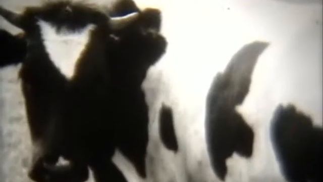 Био, Жив1, Отряд двукрылые смотреть онлайн