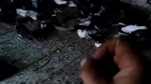 Лечение голубей антибиотиками