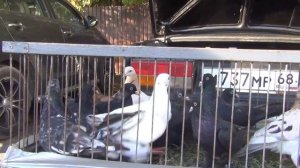 Тамбовская ярмарка голубей 08.10.2022г.