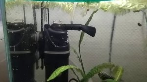 Мальки гурами в общем аквариуме.