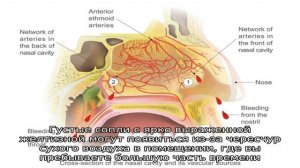 Почему сопли желтого цвета?