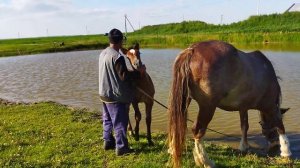 Проверяем кобылу Вербу на жеребость