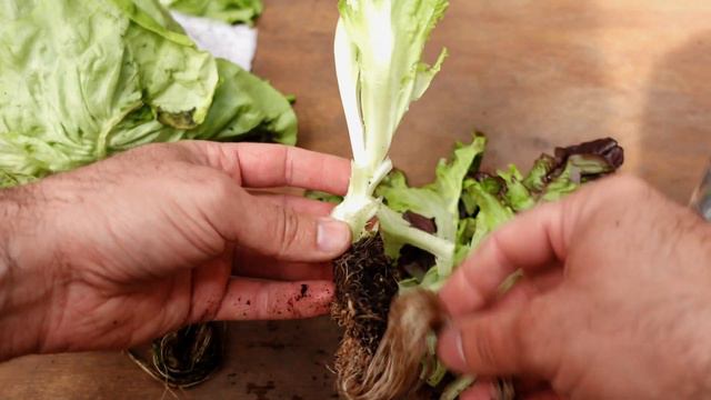 🔴 Lechugas SIN SEMILLA en FRASCOS - Recultivo смотреть онлайн