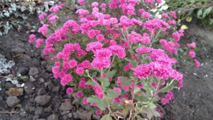 Хризантема из семян. Цветение 1 октября.