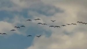 ОЧЕНЬ КРАСИВАЯ ПЕСНЯ ДЛЯ ДУШИ! - ЖУРАВЛИНЫЙ КЛИН - ИСП. ВЯЧЕСЛАВ КРОТОВ