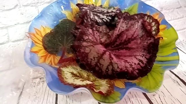 Посылочка с бегониями и эписциями. смотреть онлайн