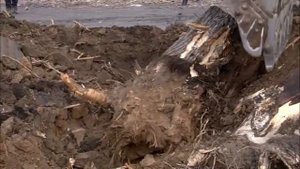 Выкорчевывание корней в сквере на Белинского