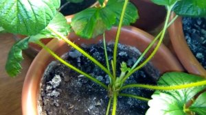 Выращивание дома ремонтантная клубника земляника strawberry на окне 08.10.18. Темптейшн наливается.