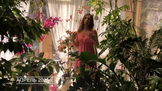 МЕДИНИЛЛА ОТ ПОКУПКИ ДО ЦВЕТЕНИЯ | УХОД ПЕРЕСАДКА ОБЗОР