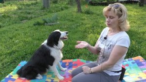 Как научить собаку ИГРАТЬ В ЛАДУШКИ - Трюки с собакой - Дрессировка собак