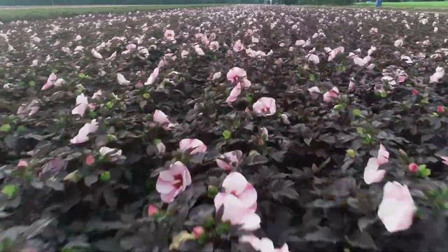 Hardy Hibiscus Fields as seen by Drone | Walters Gardens смотреть онлайн
