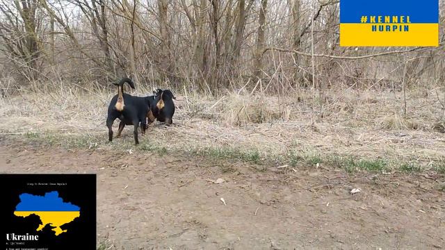 HURPIN питомник,#kennelhurpin,миниатюрный пинчер,цвергпинчер,карликовый пинчер,минидоберман,пинчер. смотреть онлайн