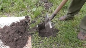 Посадка яблонь и груш - как это делаю я