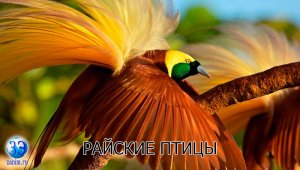 Райские птицы - самые красивые создания на земле