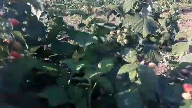 Ремонтантная малина Пингвин смотреть онлайн