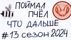 Поймал бродячий рой.  Планирую, что дальше делать с пчёлами
